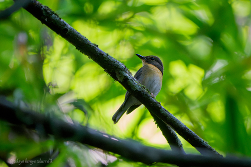 Large Blue Flycatcher (Cyornis magnirostris), photo 5