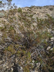 Larrea tridentata