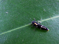 Oenopia formosana