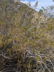 Larrea tridentata