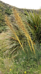 Aciphylla glaucescens