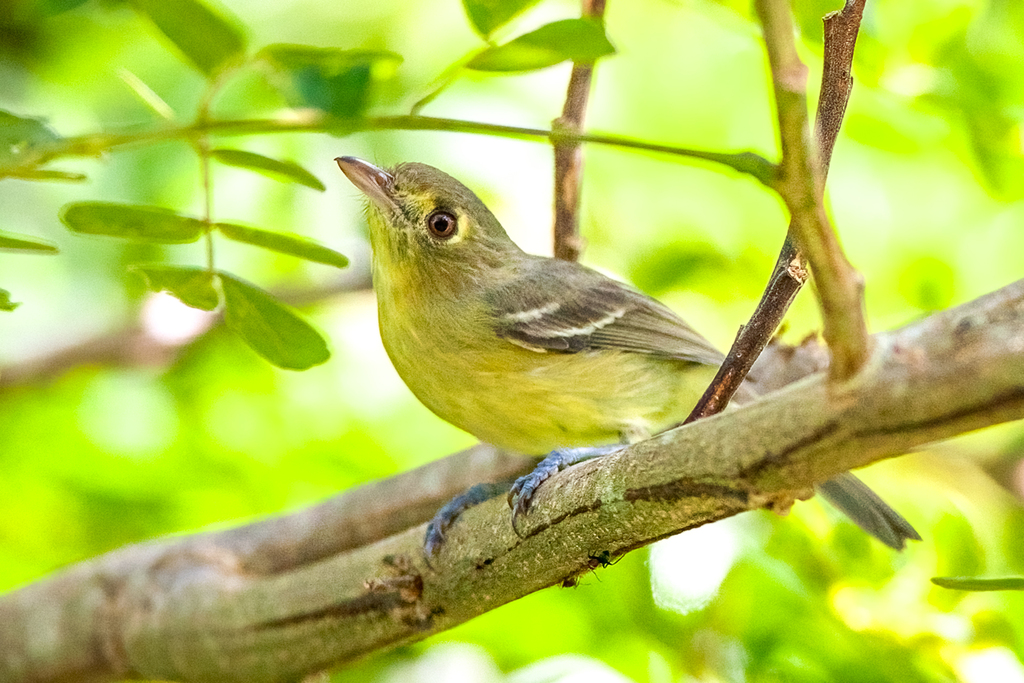 Cuban Vireo