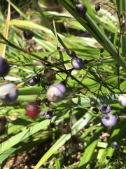 Dianella nigra