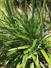 Dianella nigra