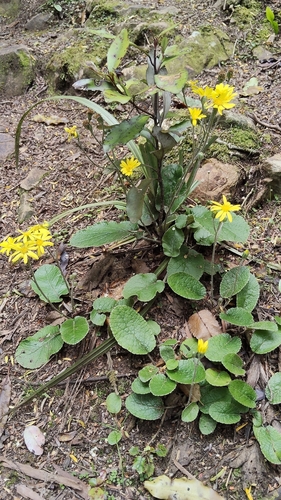 Brachyglottis southlandica observed 2026-02-01