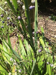 Dianella nigra