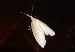 Microdes epicryptis