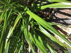 Dianella nigra