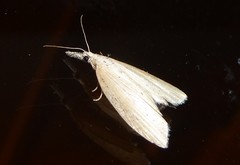 Microdes epicryptis