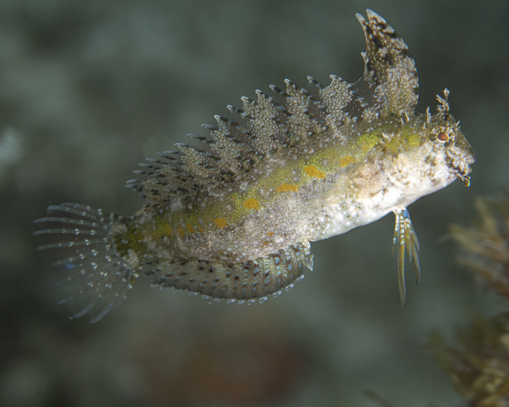 Crested sabre-tooth (Petroscirtes mitratus) — Blenniidae