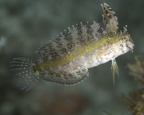 Kuif-sabeltandslijmvis (Petroscirtes mitratus) — Blenniidae