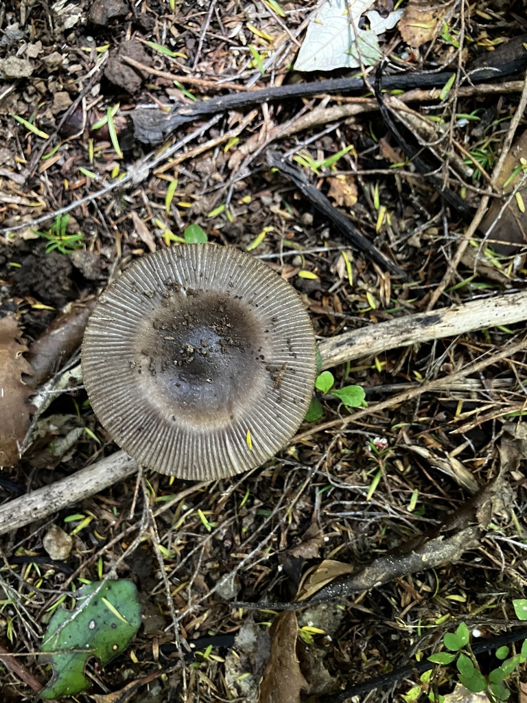 Amanita pekeoides · January 2026 · photo: © mikoikoi (iNaturalist, cc0)