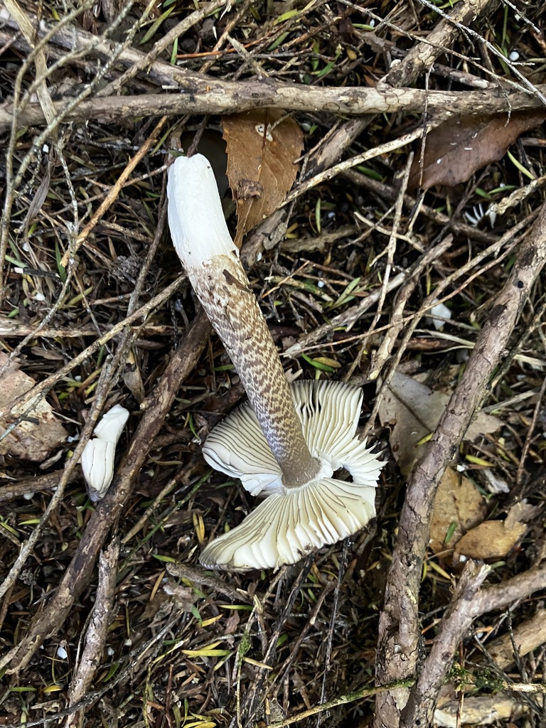 Amanita pekeoides · January 2026 · photo: © mikoikoi (iNaturalist, cc0)