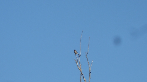 Iberian Grey Shrike (Lanius meridionalis), photo 7