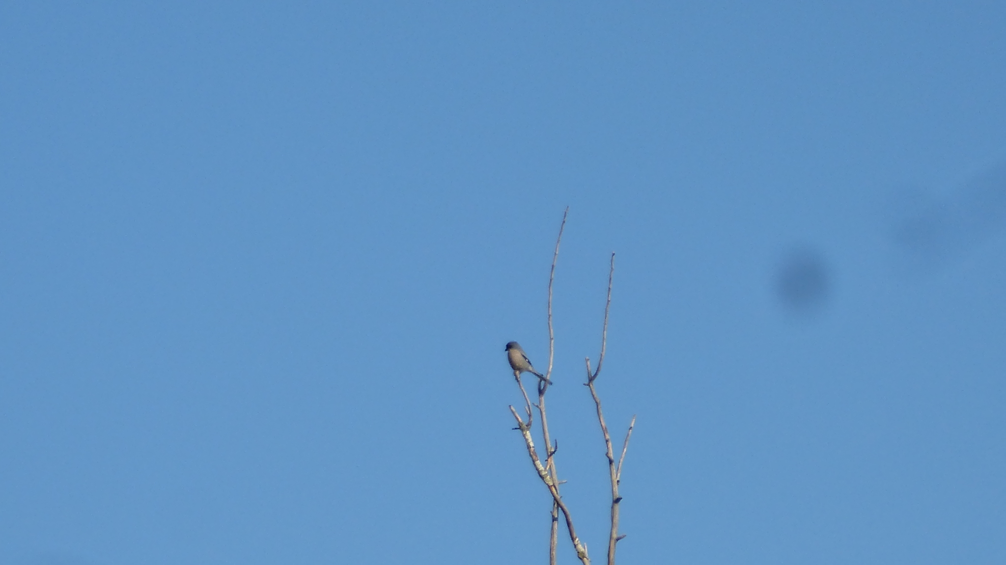 Iberian Grey Shrike (Lanius meridionalis), photo 7