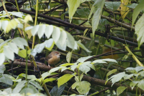 Tawny-bellied Babbler (Dumetia hyperythra)
