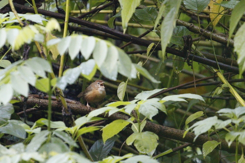 Tawny-bellied Babbler (Dumetia hyperythra), photo 2