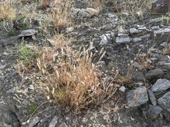 Plantago ovata