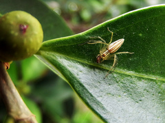 Oxyopes sushilae