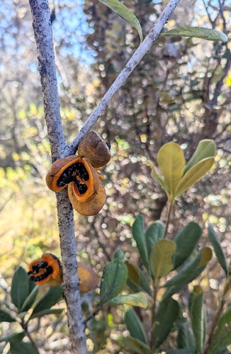Pittosporum terminalioides observed 2025-01-05