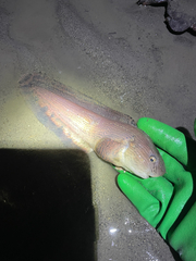 Showy Snailfish photo 3