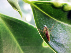 Oxyopes sushilae