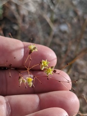 Eriogonum inflatum