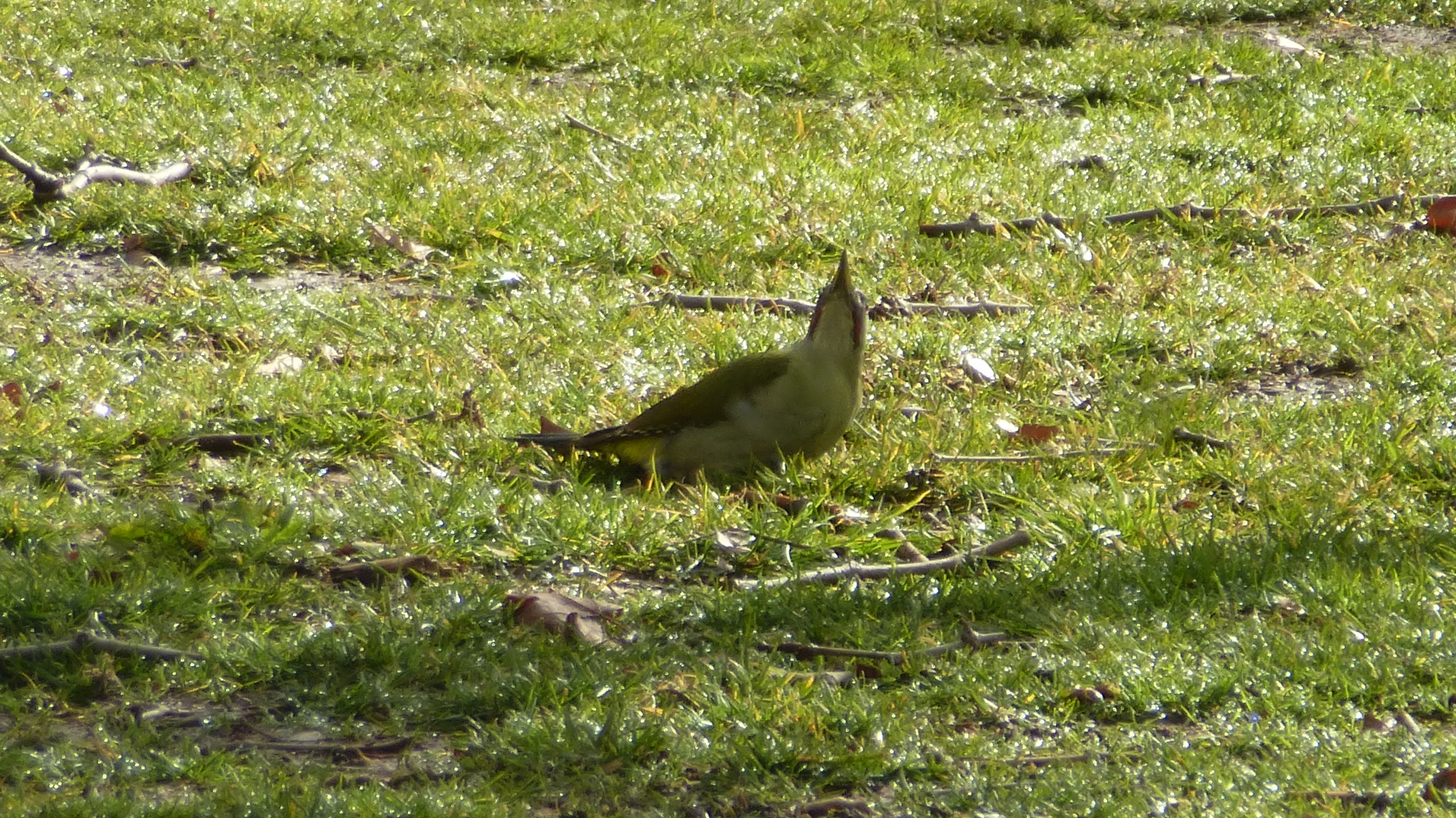 Iberian Green Woodpecker (Picus sharpei), photo 10
