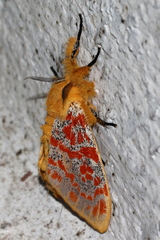 Mpanjaka gentilis