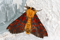 Mpanjaka gentilis