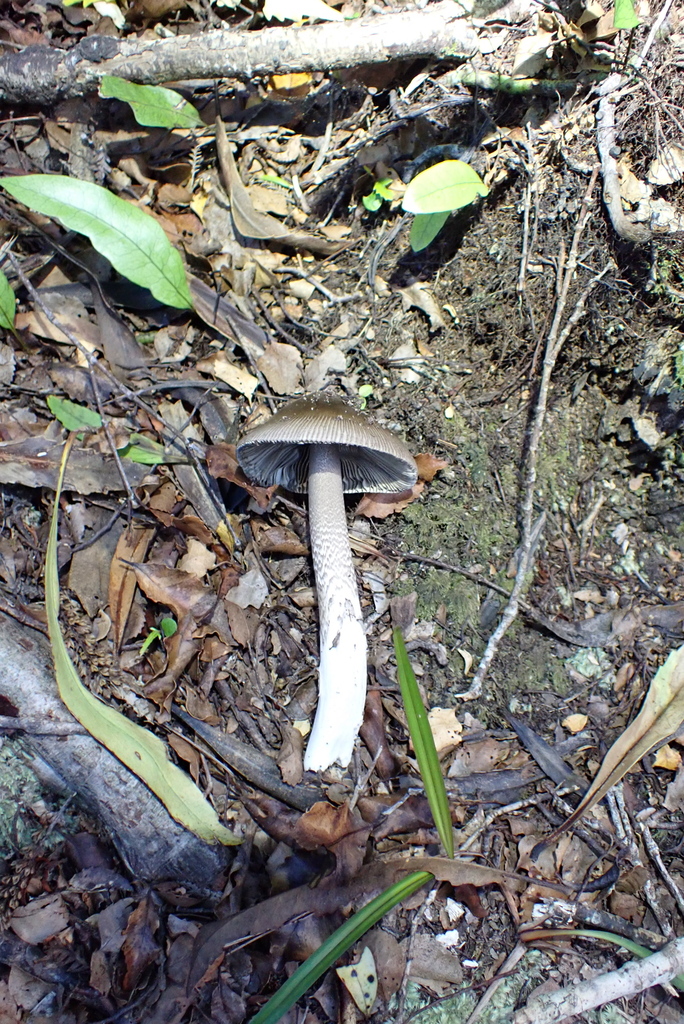 Amanita pekeoides · February 2026 · photo: © berardom (iNaturalist, cc-by)