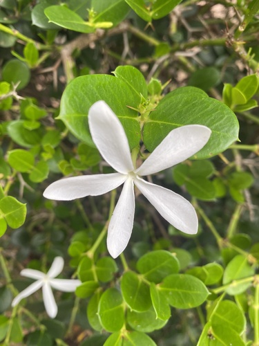 Natal Plum