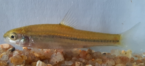Broadstriped barb (Enteromius annectens) — Cyprinidae — 4