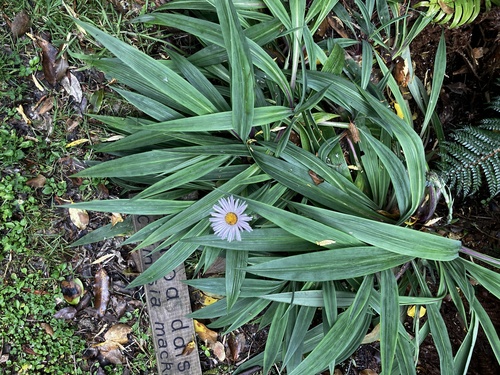 Banks Peninsula Daisy (Celmisia mackaui)