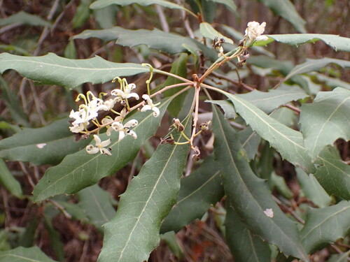 Lomatia fraseri, photograph 6