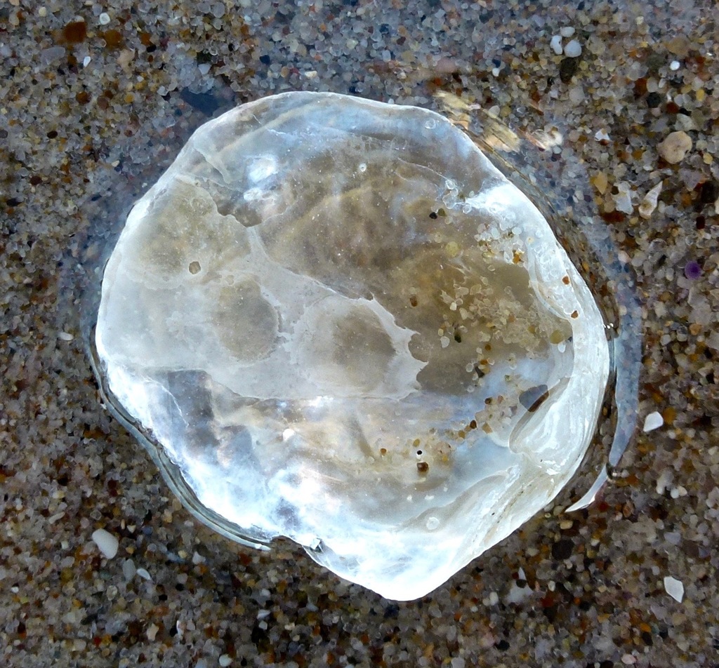 Jingle and Windowpane Shells