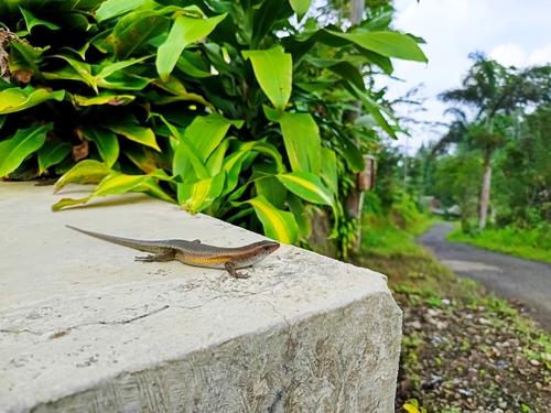 Eutropis multifasciata