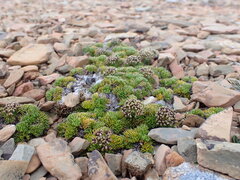Anisotome procumbens, photograph (c) Leon Perrie, some rights reserved (CC BY)