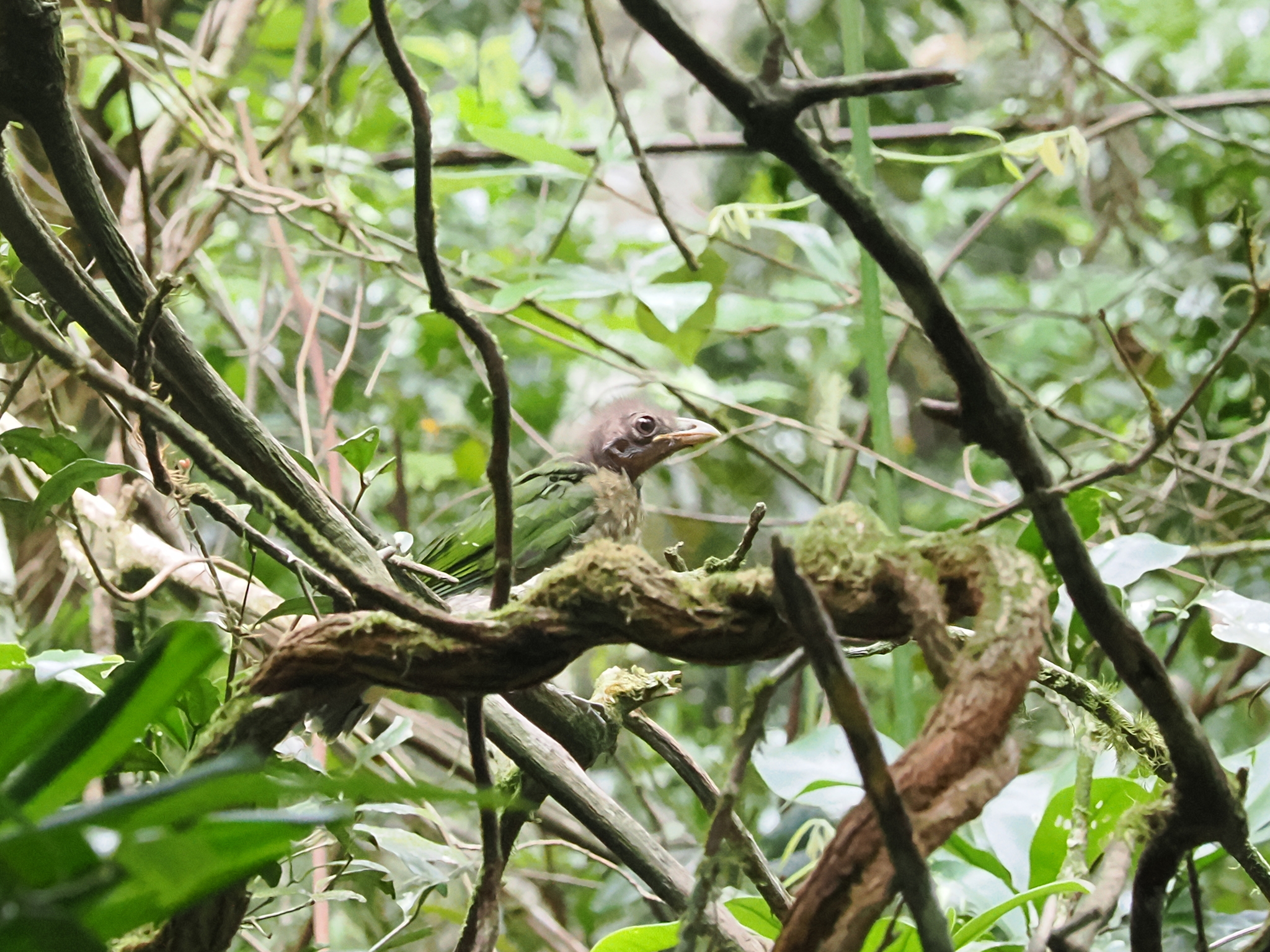 Green Catbird (Ailuroedus crassirostris), photo 5