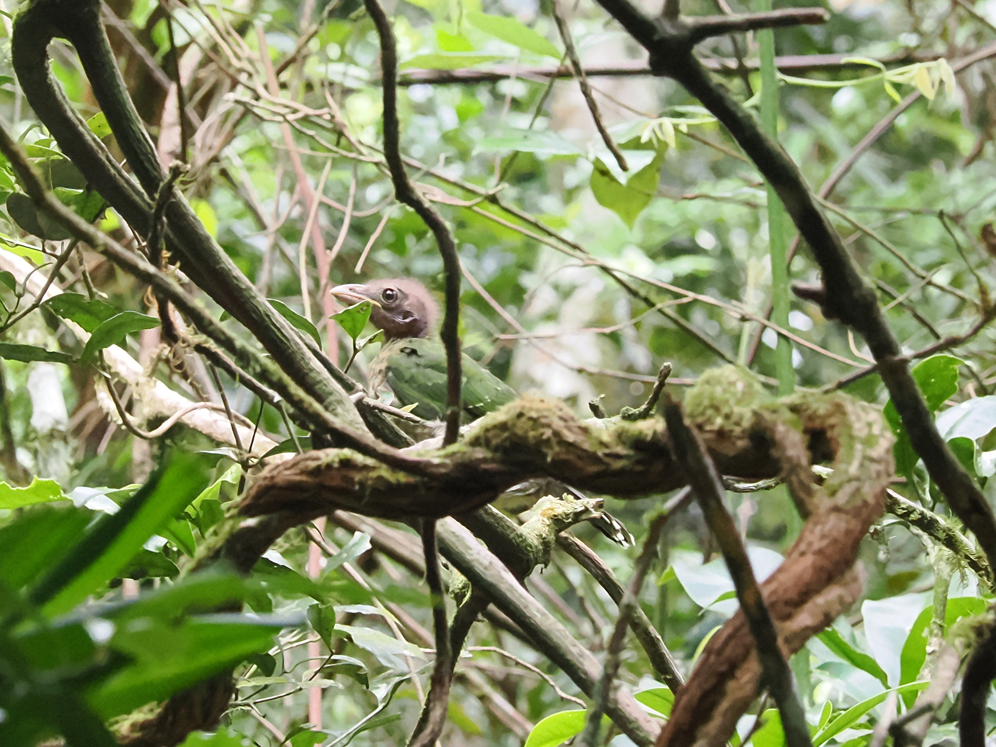 Green Catbird (Ailuroedus crassirostris), photo 6