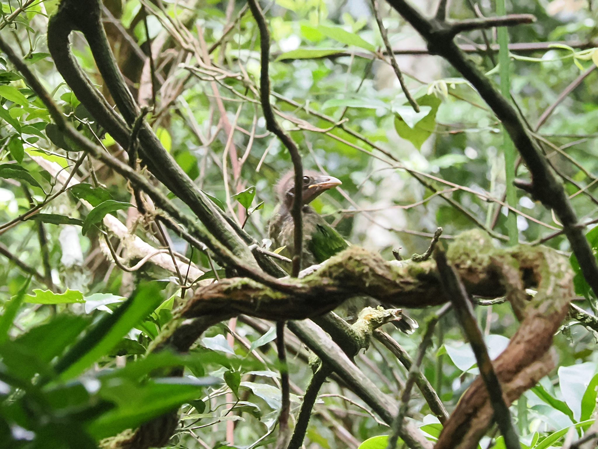 Green Catbird (Ailuroedus crassirostris), photo 7
