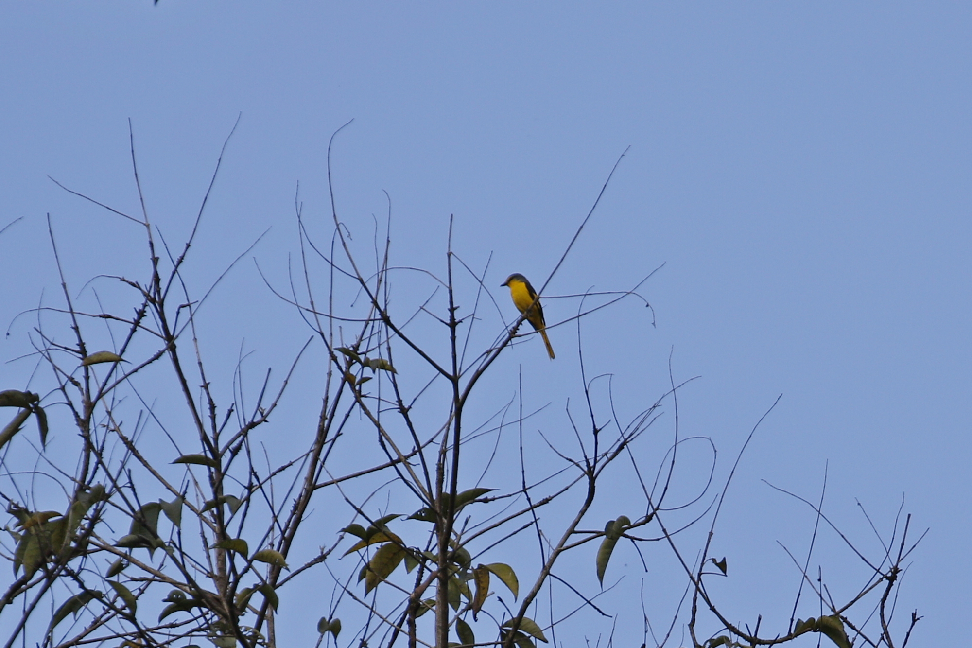 Scarlet Minivet (Pericrocotus flammeus), photo 9
