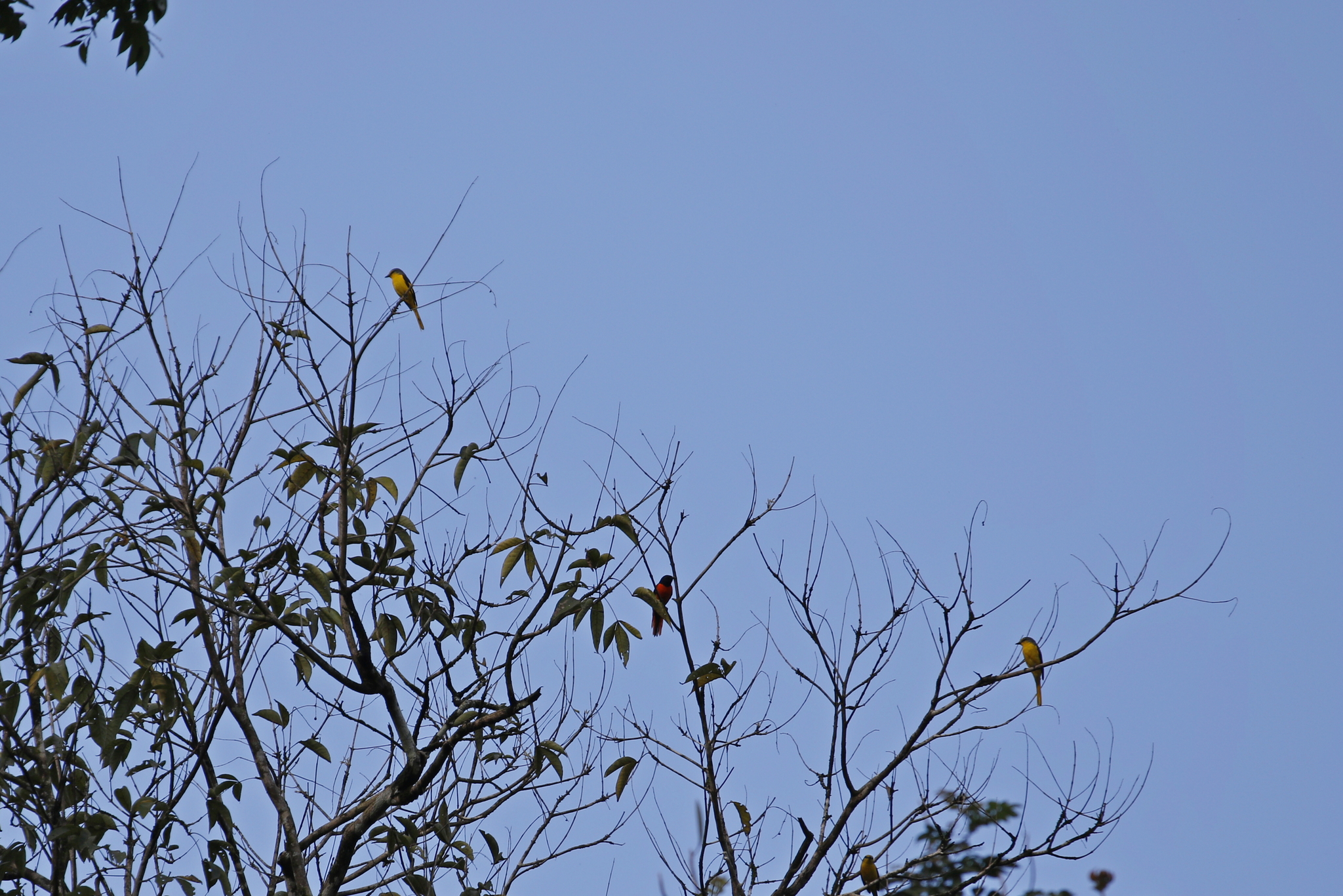 Scarlet Minivet (Pericrocotus flammeus), photo 10