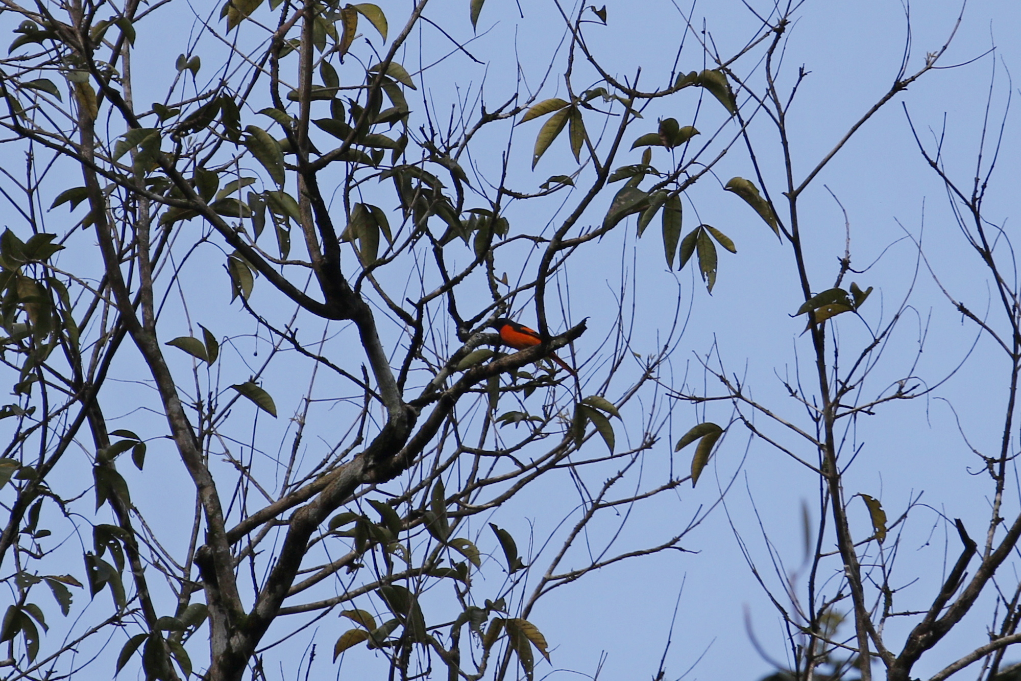 Scarlet Minivet (Pericrocotus flammeus), photo 3