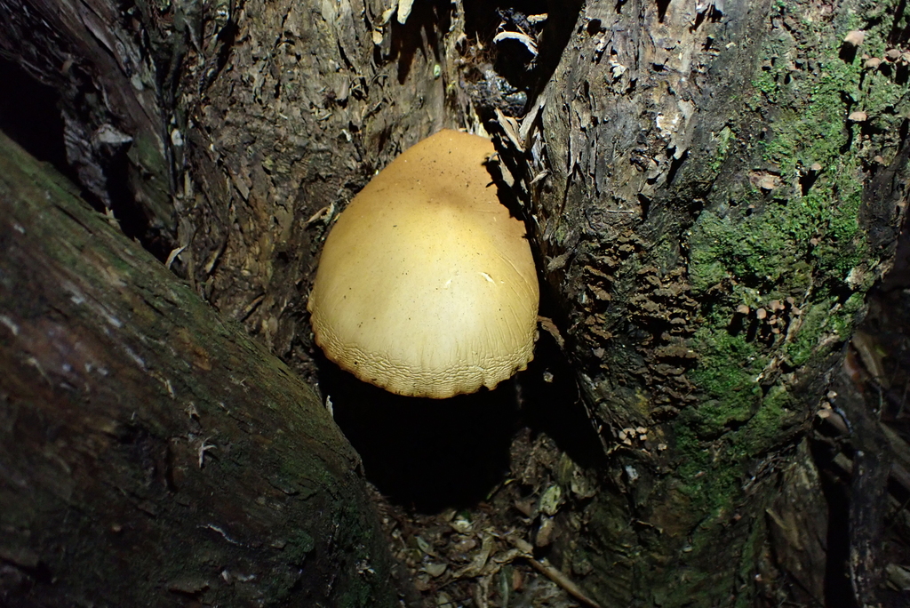 Cyclocybe parasitica · February 2026 · photo: © berardom (iNaturalist, cc-by)