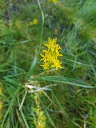 California bog asphodel (Narthecium californicum)