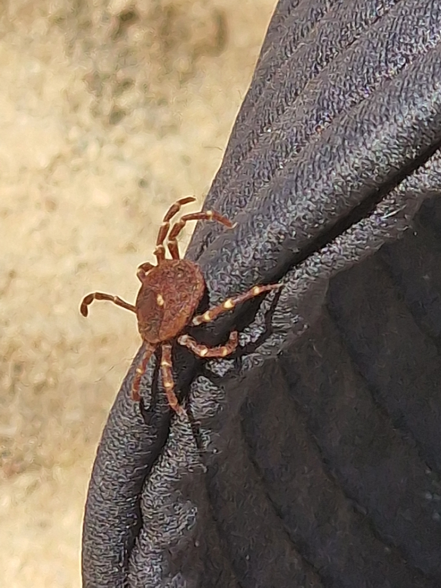 Amblyomma triguttatum Koch, 1844