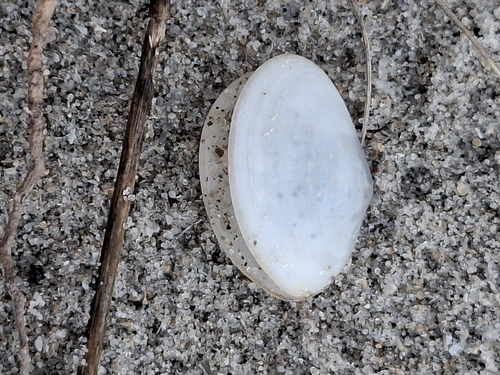 White Furrow-shell, Heist, Knokke-Heist, België, photo 5 of 10
