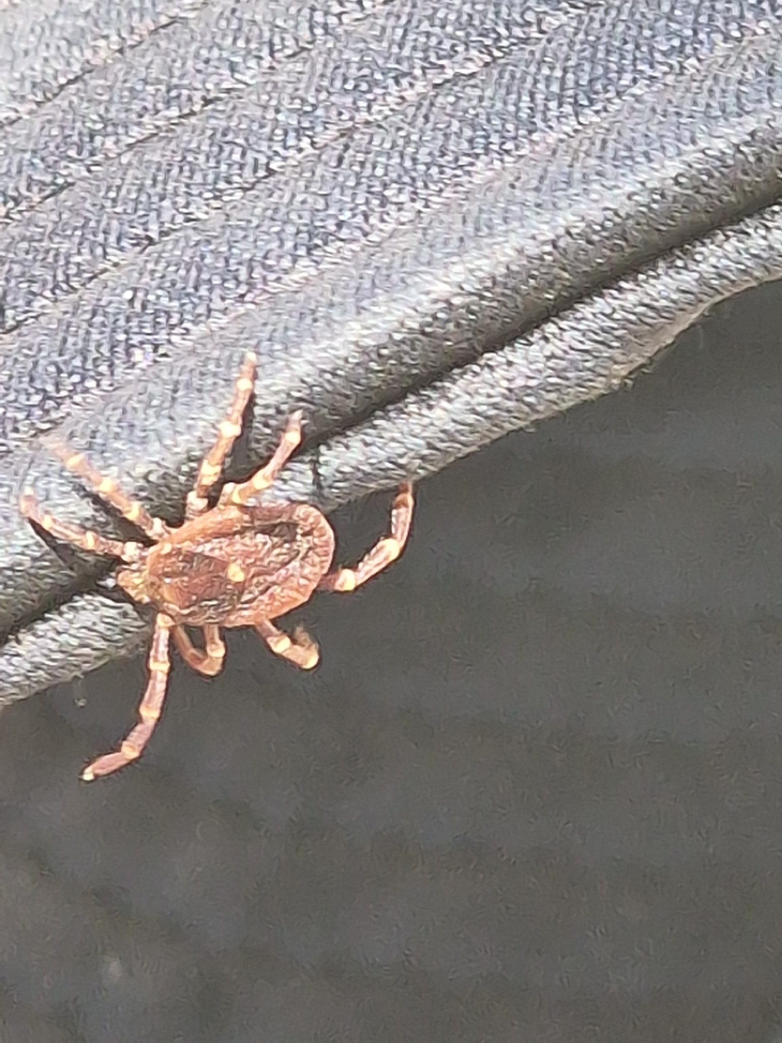 Amblyomma triguttatum Koch, 1844