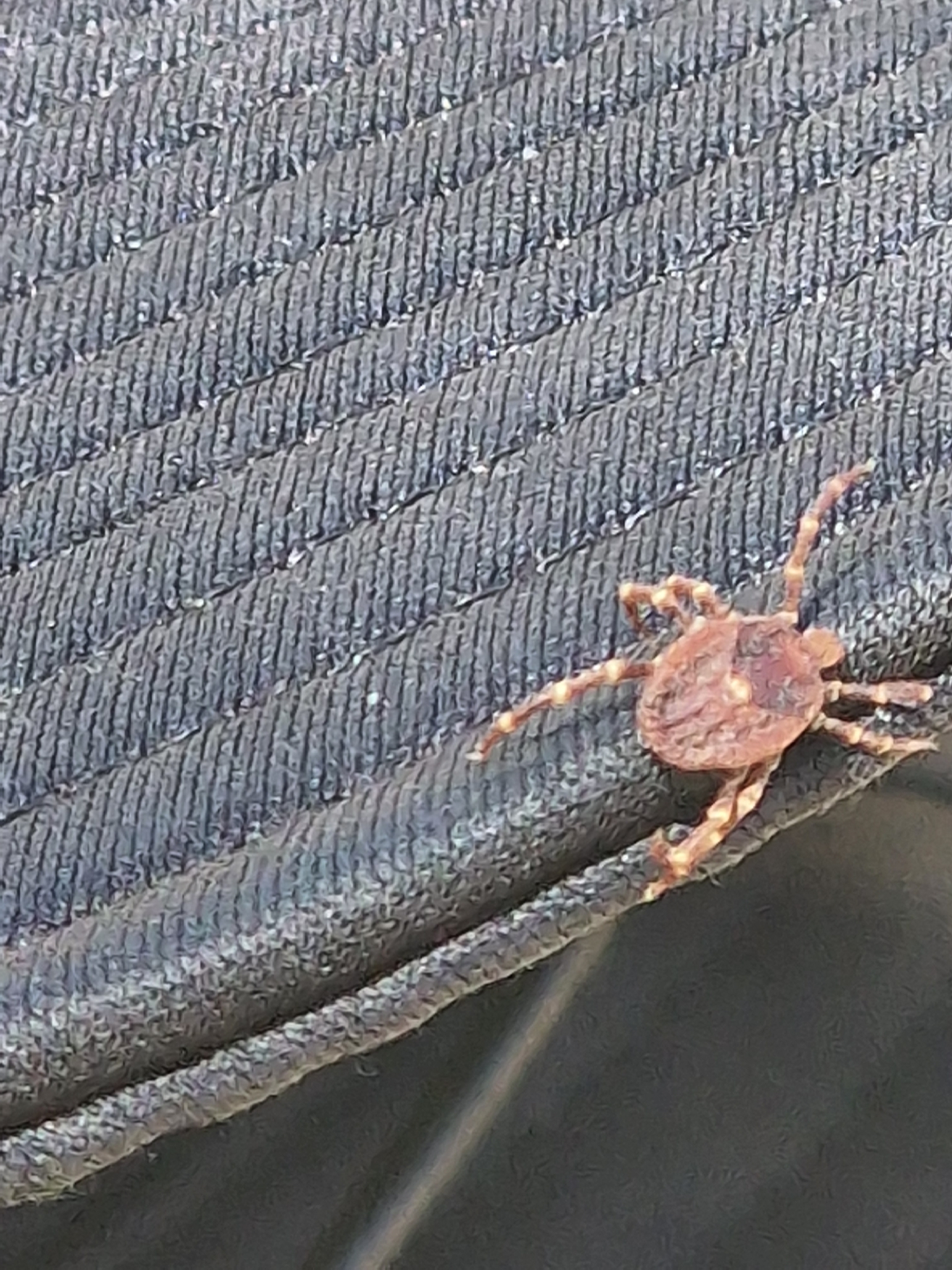 Amblyomma triguttatum Koch, 1844